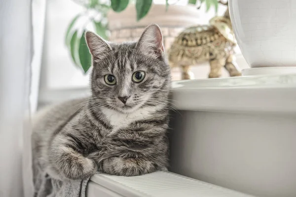 Söt Grå Katt Med Gröna Ögon Avkopplande Varma Radiator Närbild — Stockfoto