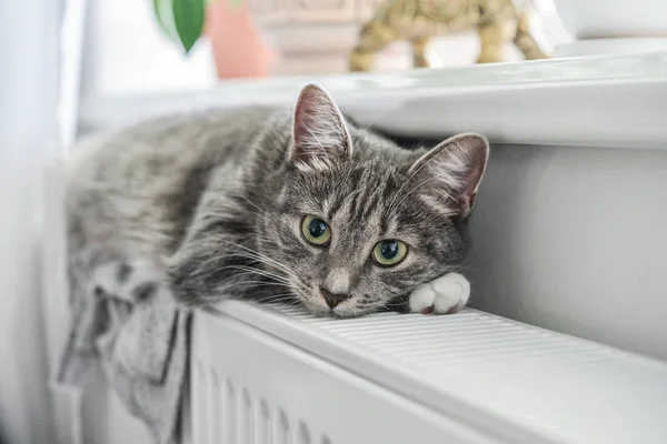 Chat Gris Mignon Avec Les Yeux Verts Relaxant Sur Radiateur — Photo