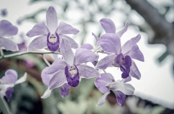 Orchideebloem Tuin Winter Voorjaar Dag Voor Briefkaart Close Phalaenopsis Orchidee — Stockfoto