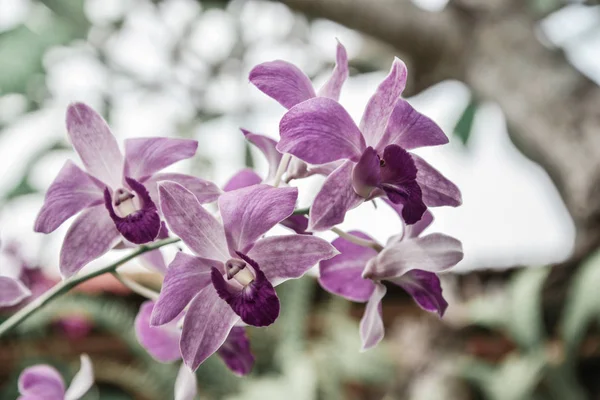Orchideebloem Tuin Winter Voorjaar Dag Voor Briefkaart Close Phalaenopsis Orchidee — Stockfoto