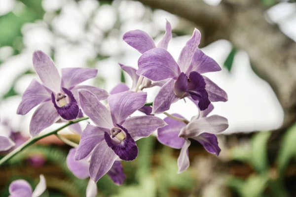 Orchideebloem Tuin Winter Voorjaar Dag Voor Briefkaart Close Phalaenopsis Orchidee — Stockfoto