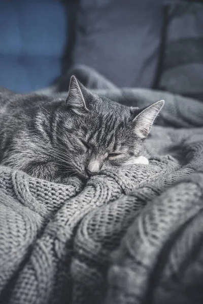 Γκρι Γάτα Που Κοιμάται Στον Καναπέ Στο Σπίτι Κινηματογράφηση Πρώτο — Φωτογραφία Αρχείου