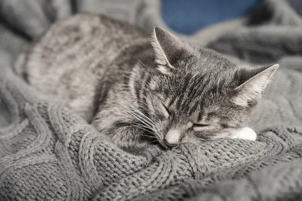 Gri Kedi Closeup Evde Kanepede Uyuyor — Stok fotoğraf