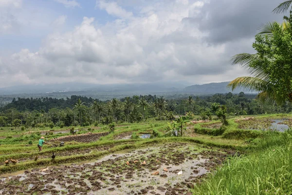 Campi Riso Una Giornata Nuvolosa Bali Indonesia — Foto Stock