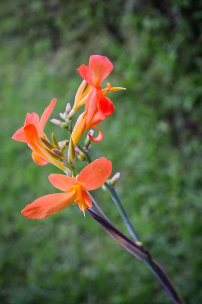 Blossom Orange Canna Glauca Garden Closeup — Stock Photo, Image