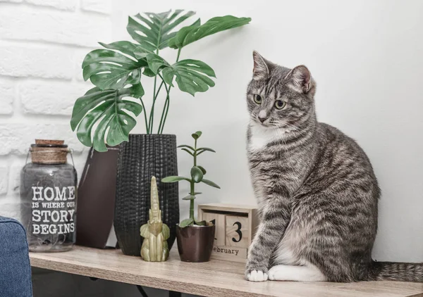 Grijze Kat Zittend Plank Buurt Van Vaas Met Bladeren Thuis — Stockfoto