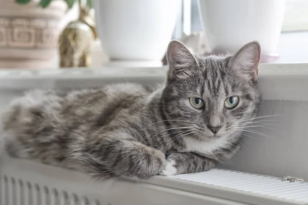 Niedliche Graue Katze Mit Grünen Augen Entspannt Sich Auf Dem — Stockfoto