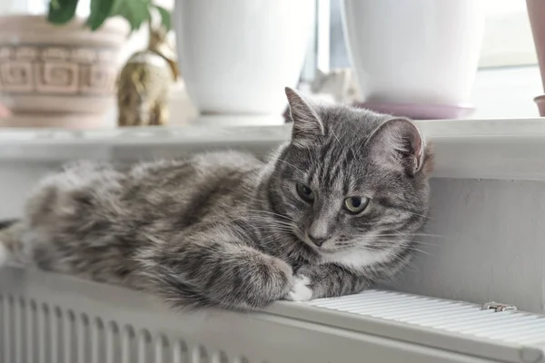 Gato Cinzento Bonito Com Olhos Verdes Relaxando Close Radiador Quente — Fotografia de Stock