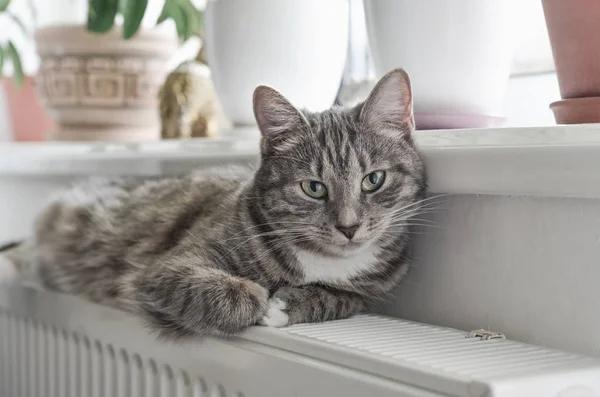 Söt Grå Katt Med Gröna Ögon Avkopplande Varma Radiator Närbild — Stockfoto