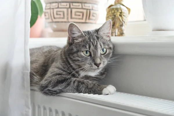 Söt Grå Katt Med Gröna Ögon Avkopplande Varma Radiator Närbild — Stockfoto