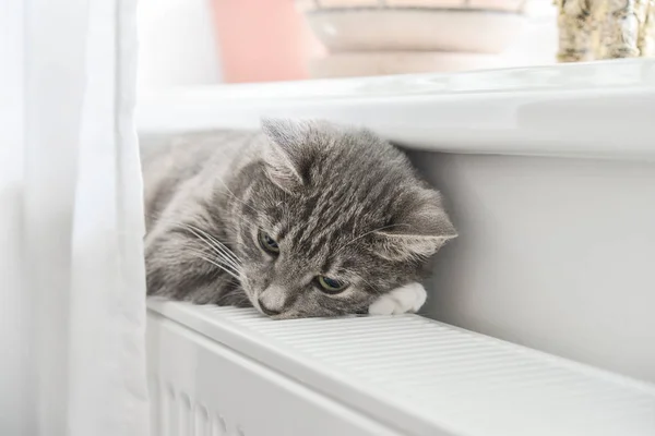 Chat Gris Mignon Avec Les Yeux Verts Relaxant Sur Radiateur — Photo