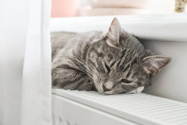 Gato Cinzento Bonito Com Olhos Verdes Relaxando Close Radiador Quente — Fotografia de Stock