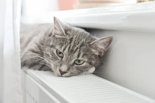 따뜻한 라디에이터 촬영에 편안한 귀여운 고양이 — 스톡 사진