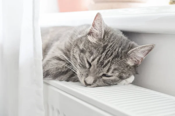 Söt Grå Katt Med Gröna Ögon Avkopplande Varma Radiator Närbild — Stockfoto