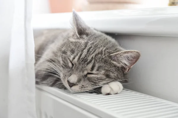 Χαριτωμένο Γκρίζα Γάτα Πράσινα Μάτια Στον Ύπνο Για Closeup Θερμό — Φωτογραφία Αρχείου
