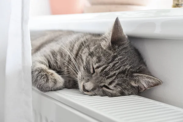 Cute Grey Cat Green Eyes Sleeping Warm Radiator Closeup — Stock Photo, Image