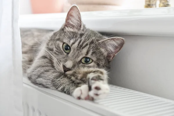 Gato Cinzento Bonito Com Olhos Verdes Relaxando Close Radiador Quente — Fotografia de Stock