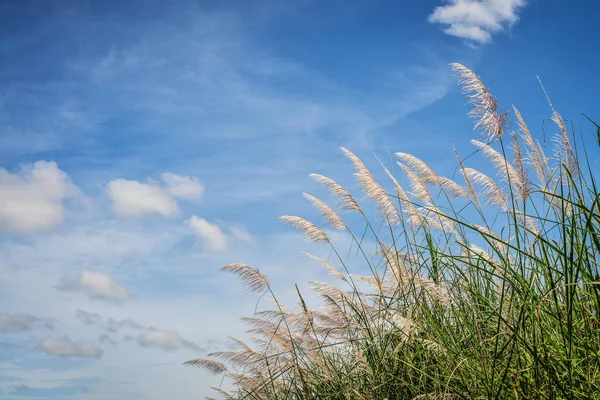 Erba sul prato primaverile — Foto Stock