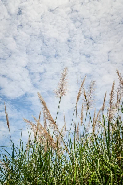 春の草原の草 — ストック写真