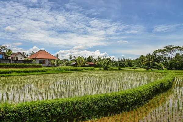 Ubud 'daki pirinç tarlaları — Stok fotoğraf