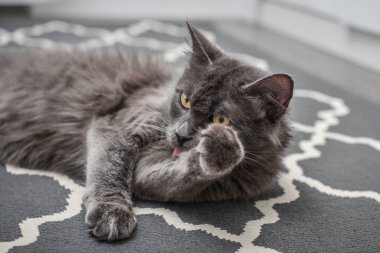 Gray cat Nebelung laing on carpet at home.  clipart