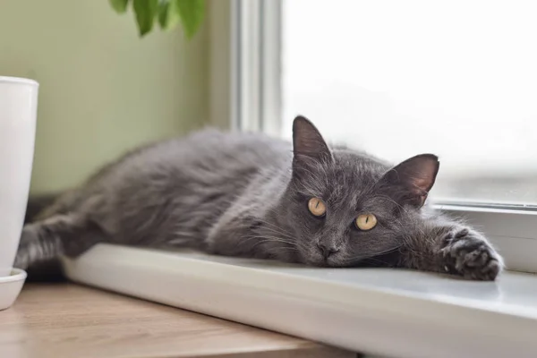 Γκρίζα γάτα Nebelung γάτα βρίσκεται στο περβάζι στο σπίτι. — Φωτογραφία Αρχείου