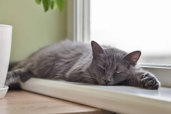 Gatto grigio gatto Nebelung è sdraiato sul davanzale della finestra a casa . — Foto Stock