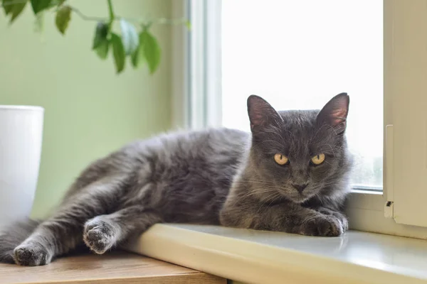 Chat gris Nebelung chat est couché sur le rebord de la fenêtre à la maison . — Photo
