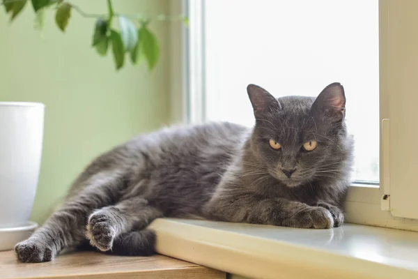 Gato cinza Nebelung gato está deitado no peitoril da janela em casa . — Fotografia de Stock