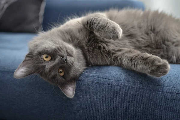 Chat gris Nebelung chat est couché sur le canapé à la maison . — Photo
