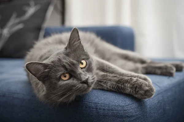 Gatto grigio gatto Nebelung è sdraiato sul divano a casa . — Foto Stock