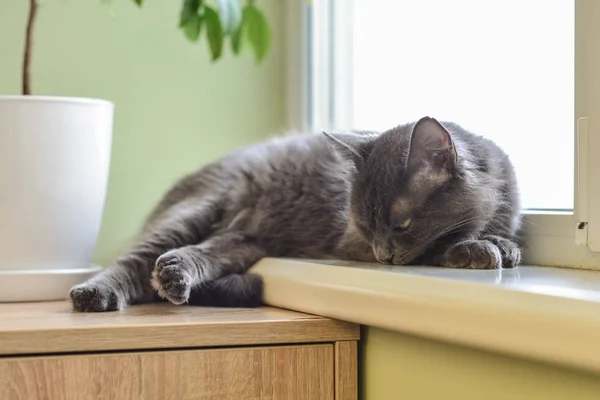 Gato cinza Nebelung gato está deitado no peitoril da janela em casa . — Fotografia de Stock