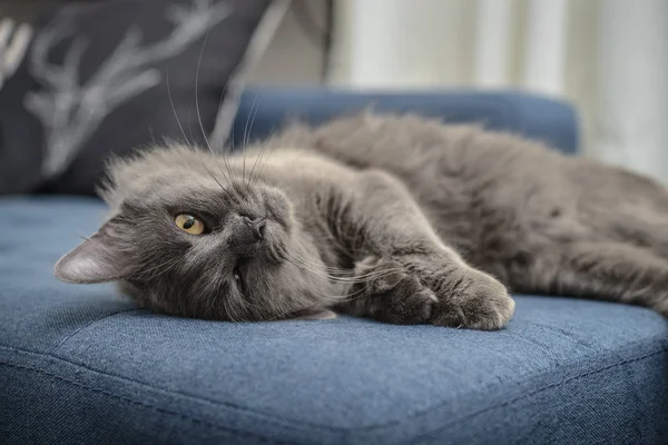 Chat gris Nebelung chat est couché sur le canapé à la maison . — Photo