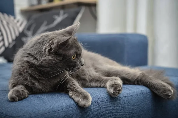 Gato cinza Nebelung gato está deitado no sofá em casa . — Fotografia de Stock
