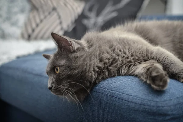 Chat gris Nebelung chat est couché sur le canapé à la maison . — Photo