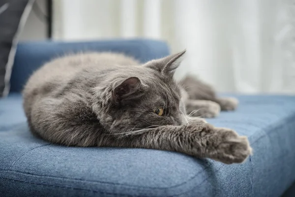 Gato cinza Nebelung gato está deitado no sofá em casa . — Fotografia de Stock