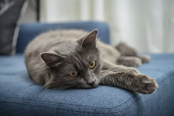 Chat gris Nebelung chat est couché sur le canapé à la maison . — Photo