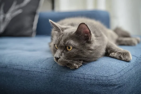 Chat gris Nebelung chat est couché sur le canapé à la maison . — Photo
