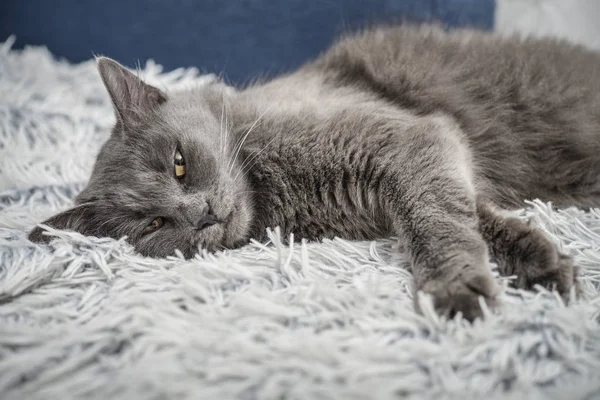 Gato cinza Nebelung gato está deitado no sofá em casa . — Fotografia de Stock