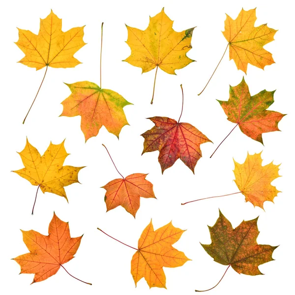 Set of beautiful colorful autumn leaves — Stock Photo, Image