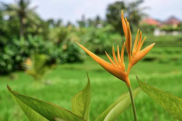 Apelsin tropiska exotiska blommor — Stockfoto