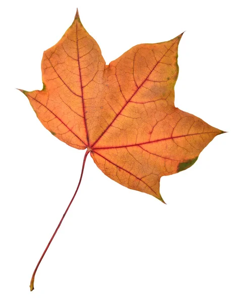 Piękny kolorowy liść jesieni — Zdjęcie stockowe