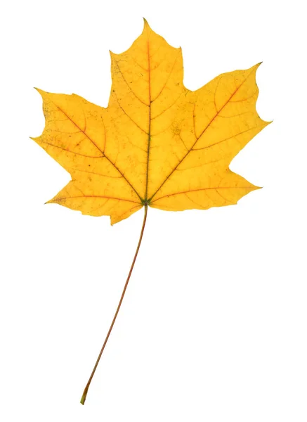 Schönes buntes Herbstblatt — Stockfoto