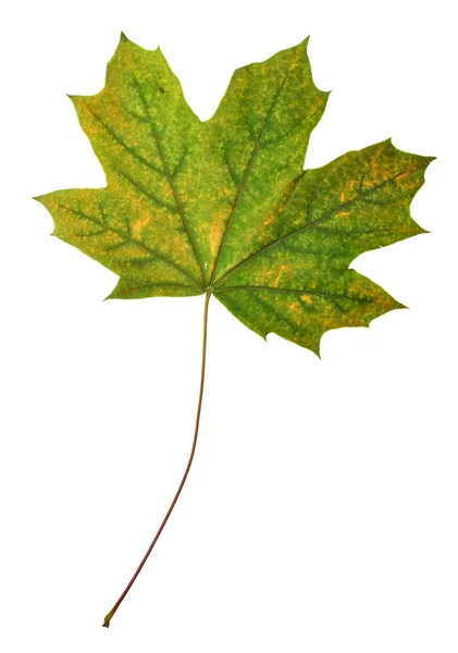 Schönes buntes Herbstblatt — Stockfoto