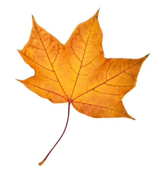 Kolorowych liści jesienią — Zdjęcie stockowe
