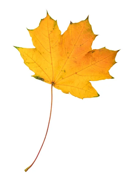 Beautiful colorful autumn leaf — Stock Photo, Image