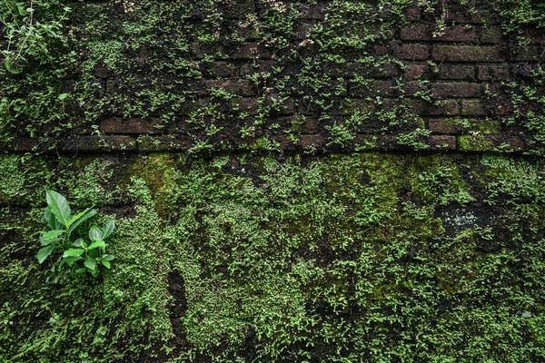 Vieux mur recouvert de mousse de brique . Images De Stock Libres De Droits