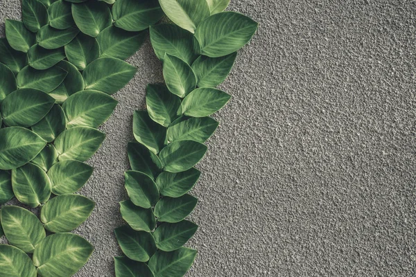 Повзуча рослина на сірій цементній стіні — стокове фото