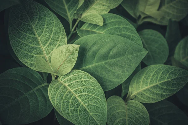 Tropical leaves texture — Stock Photo, Image