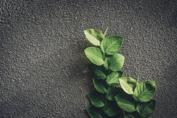 Planta trepadora verde en una pared de cemento gris —  Fotos de Stock